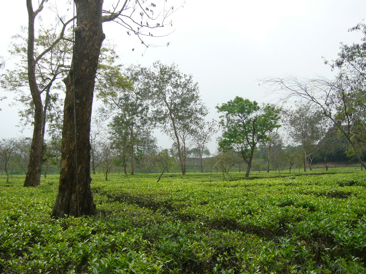 Tea_Garden_Srimongol_Sylhet_Bangladesh_1.JPG