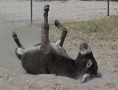 donkey-776593.jpg