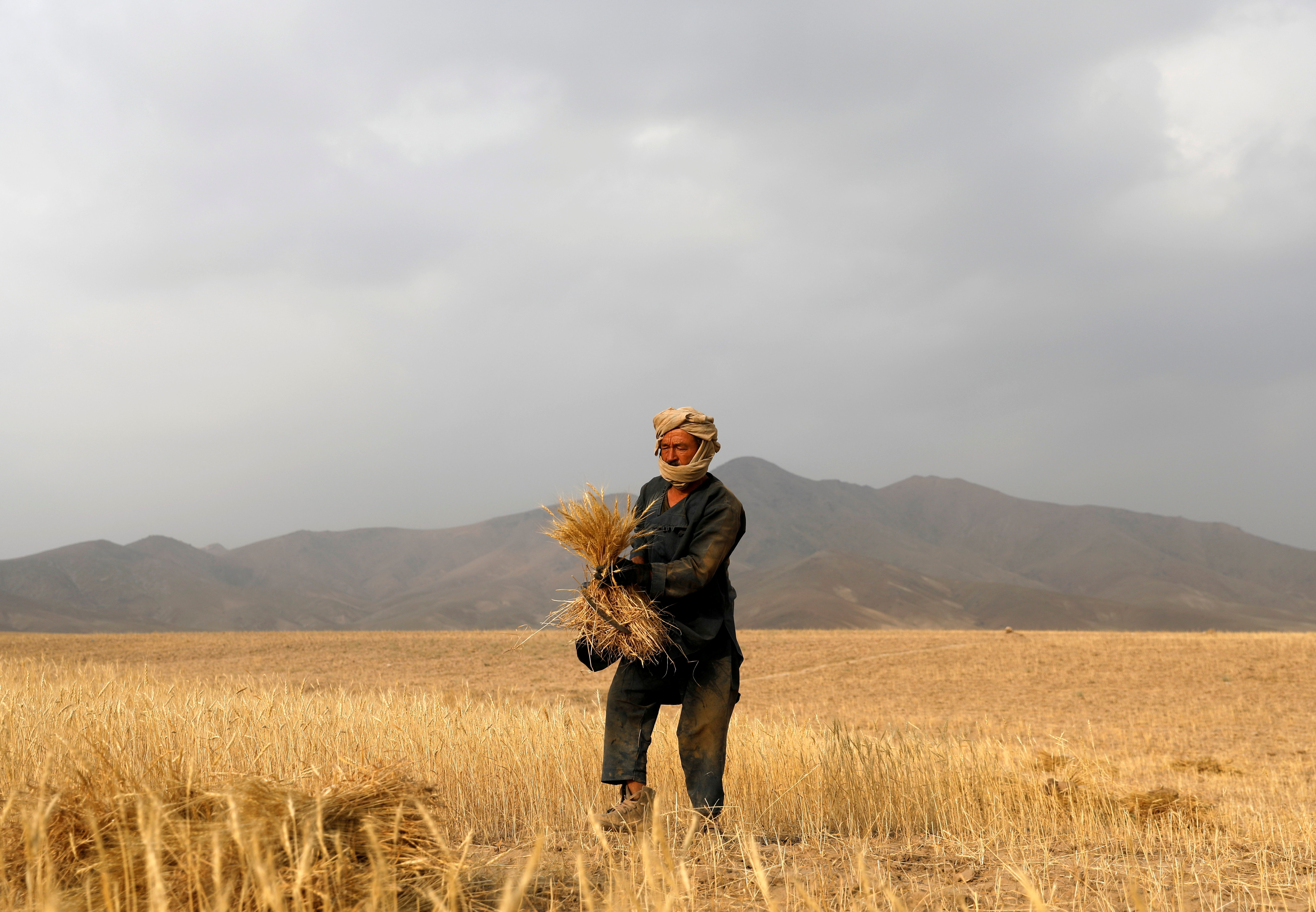 An elderly Afghan man harvests wheat on the outskirts of Kabul, Afghanistan July 13, 2021. REUTERS/Mohammad Ismail/File Photo