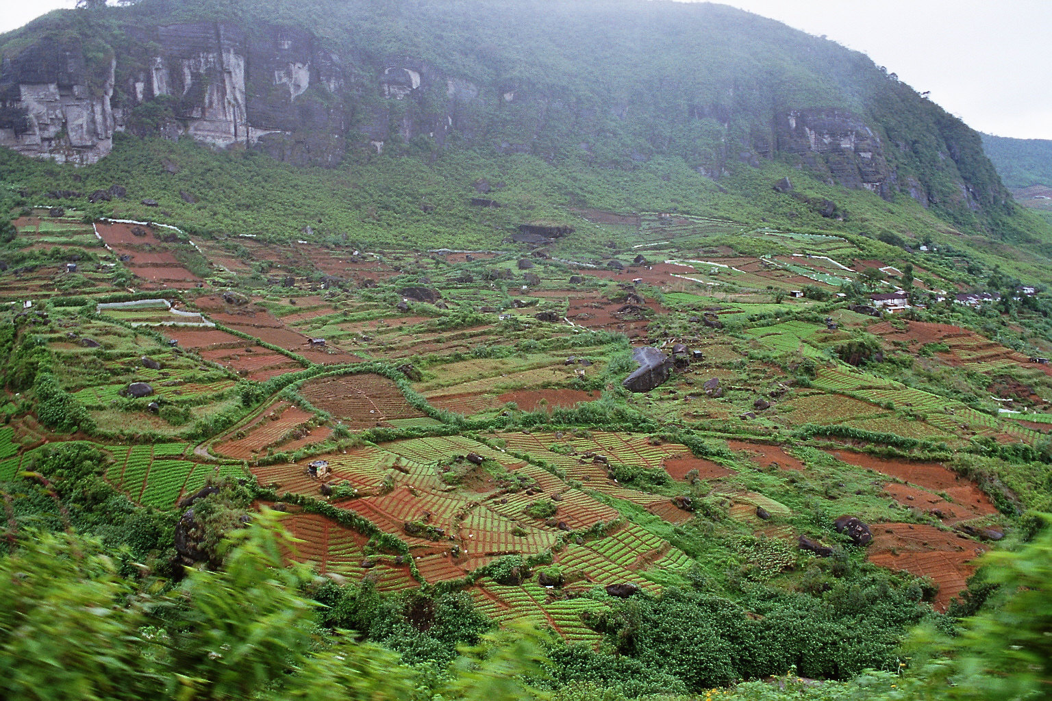 Sri_Lanka-Tea_plantation-06.jpg