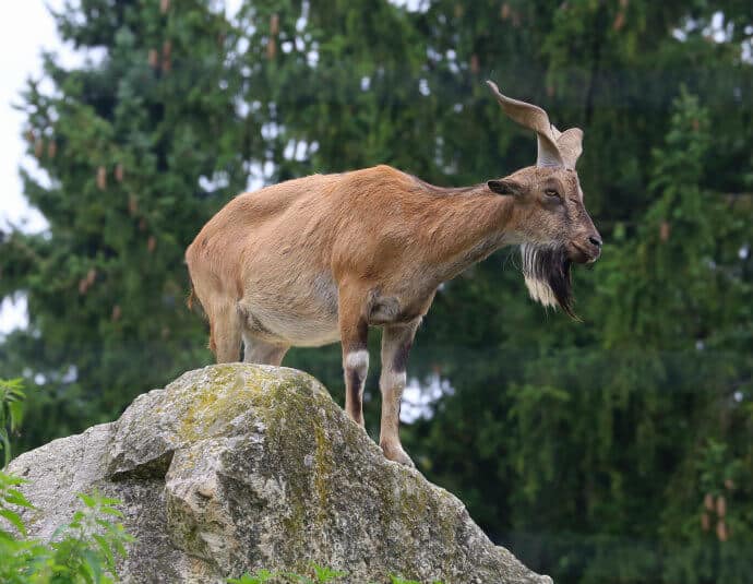 Flare-Horned-Astor-Markhor-Goat.jpg