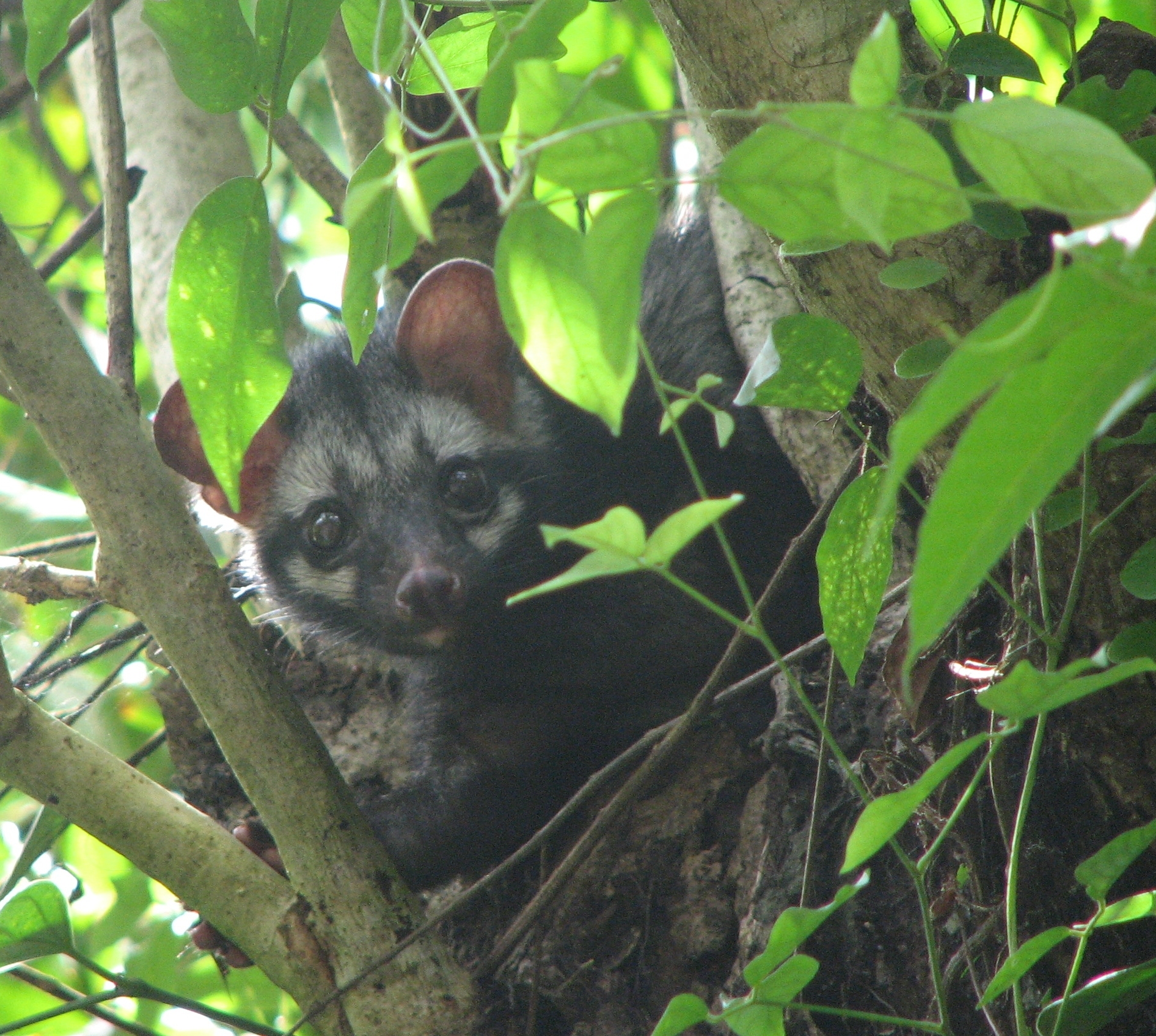 Asian_Palm_Civet_Over_A_Tree.jpg