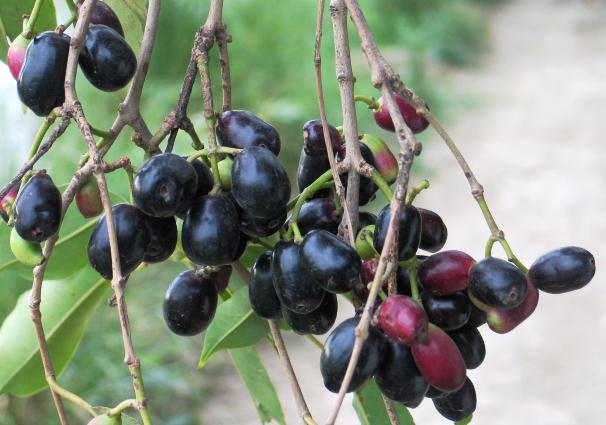 fruit-of-jamun-tree.jpg