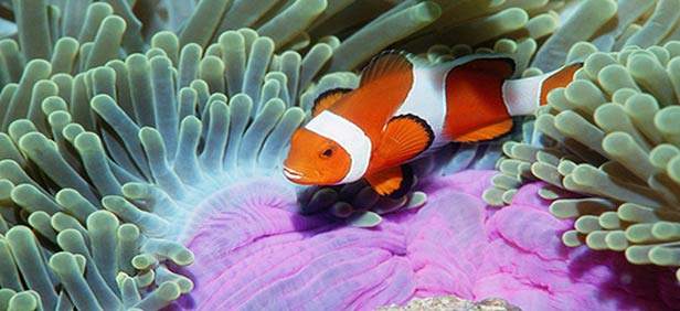 coral-reef-andaman.jpg