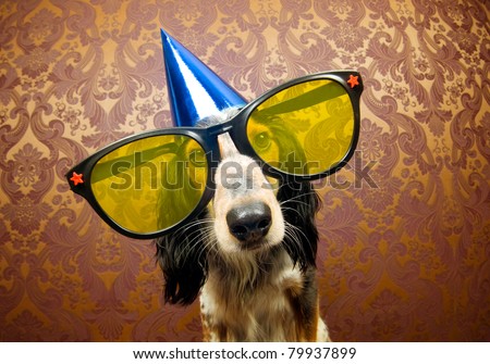 stock-photo-cute-dog-ready-for-a-funky-party-79937899.jpg