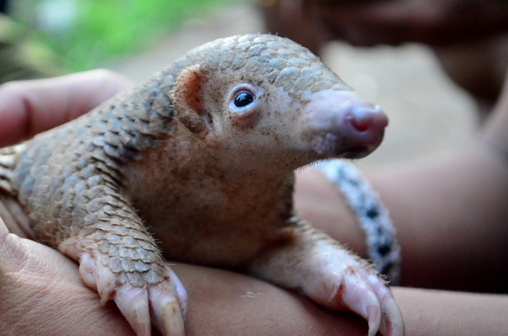 Philippine-Pangolins-by-Gregg-Yan-4.jpg