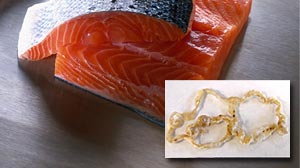 ht_salmon_tapeworm_090615_wmain.jpg