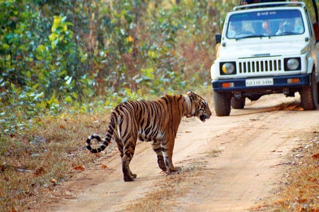 manas-national-park-jeep-safari.jpg