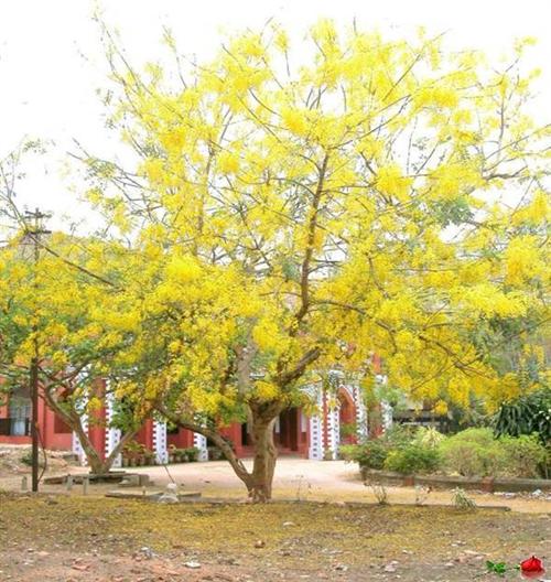 vishu.jpg