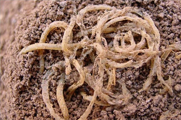 4000-year-old-noodles.jpg