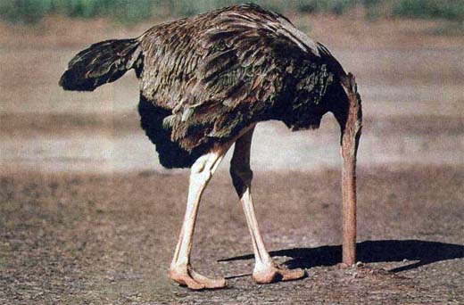 ostrich2.jpg