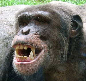 chimpteeth.png