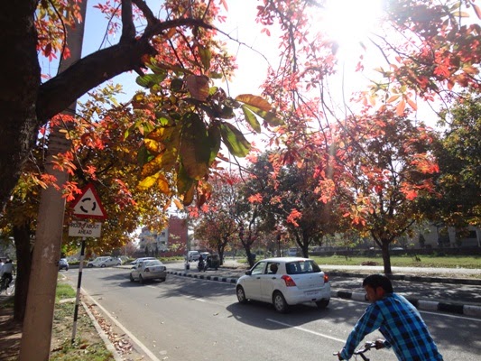 chandigarh+sector+42+trees+sunny+day.JPG