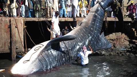 gty_whale_shark_pakistan_3_wy_120207_wblog.jpg