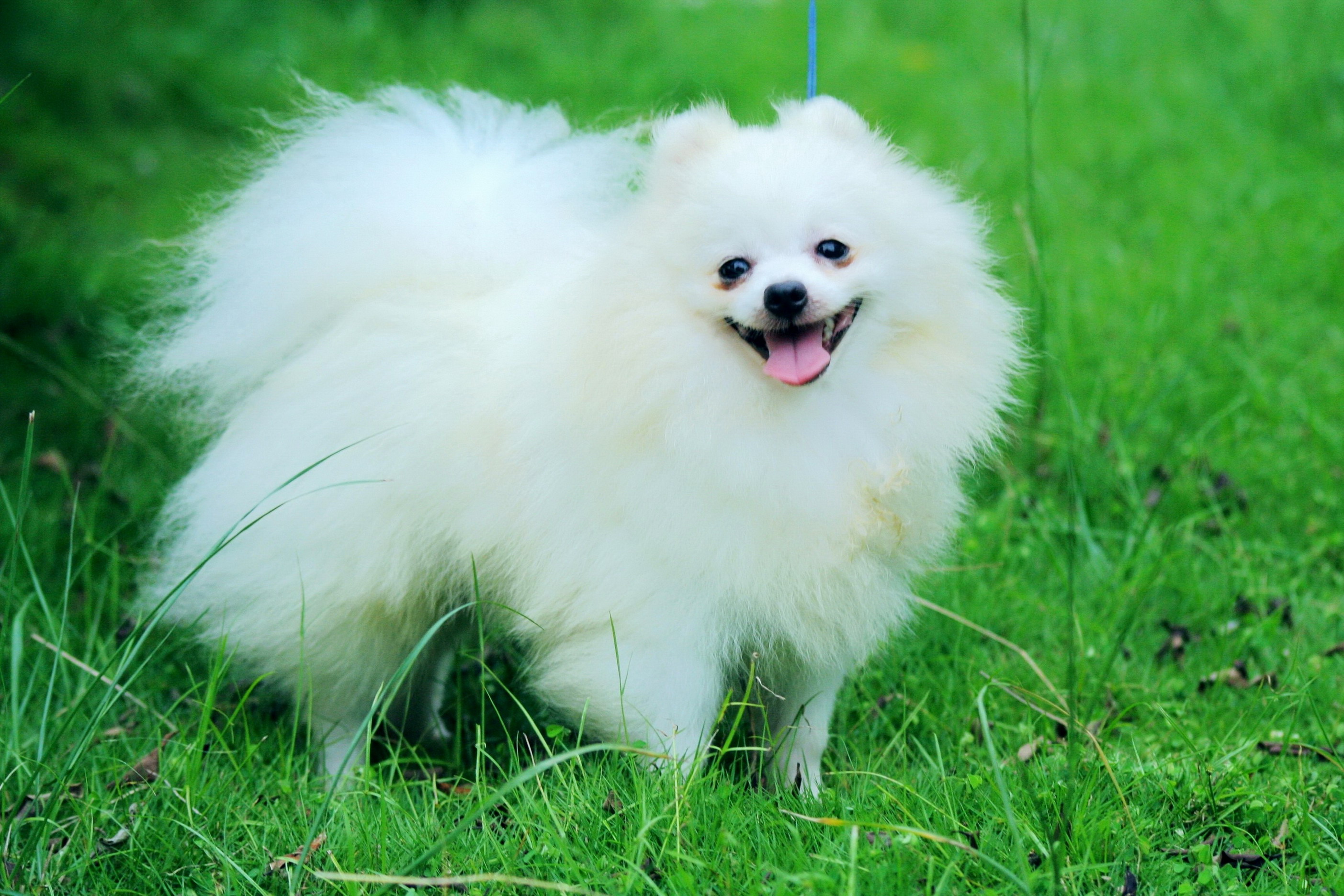 Pomeranian-Puppy3.jpg