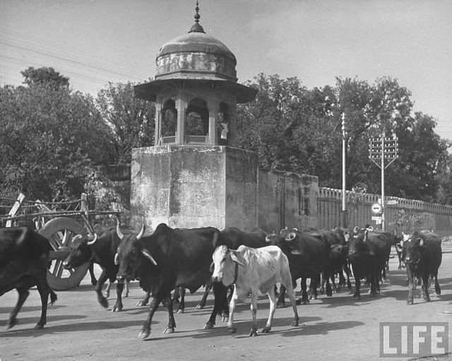 herd-of-bullocks-on-the-street-lahore-1946.jpg