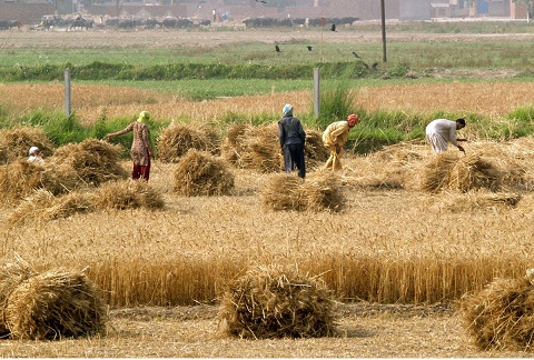 agriculture-in-pakistan-wheat-harvesting.jpg