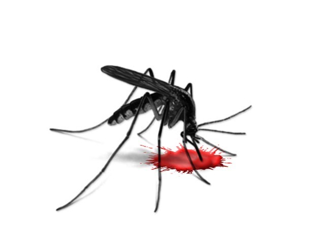 mosquito-dengue-blood-virus-fever12111111111111-152779-640x480.jpg