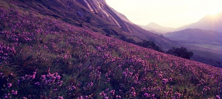 neelakurinji_munnar_1530790824_725x725.jpg