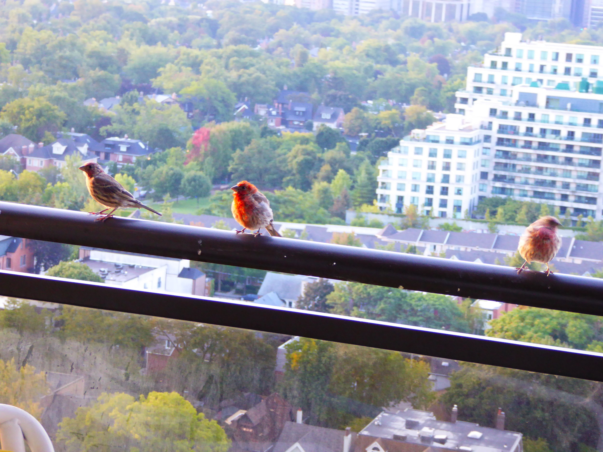 Toronto+Balcony+with+House+Finches.JPG