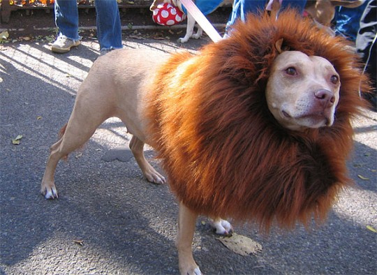 lion-mane-dog-costume-1.jpg