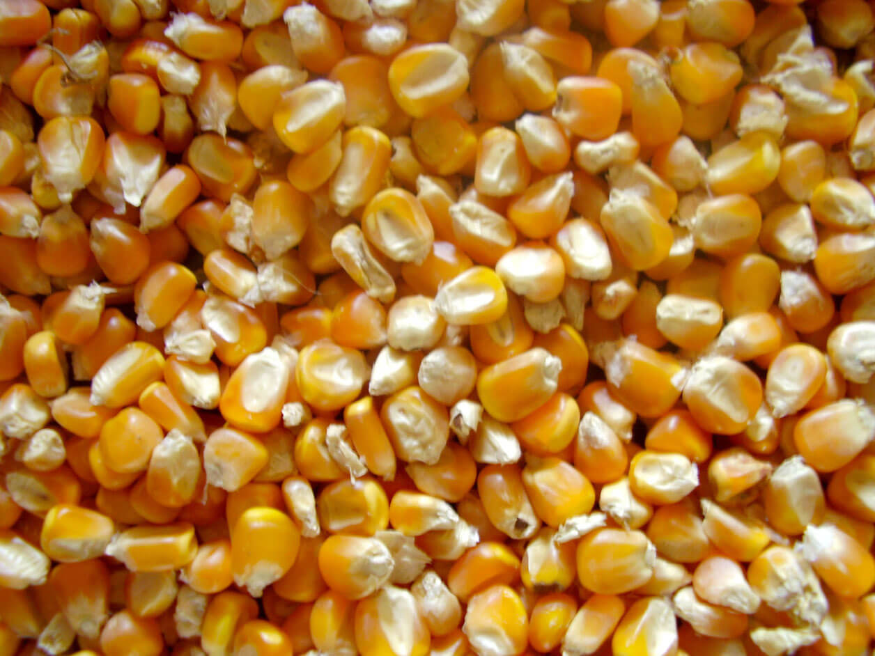 maize-l.jpg