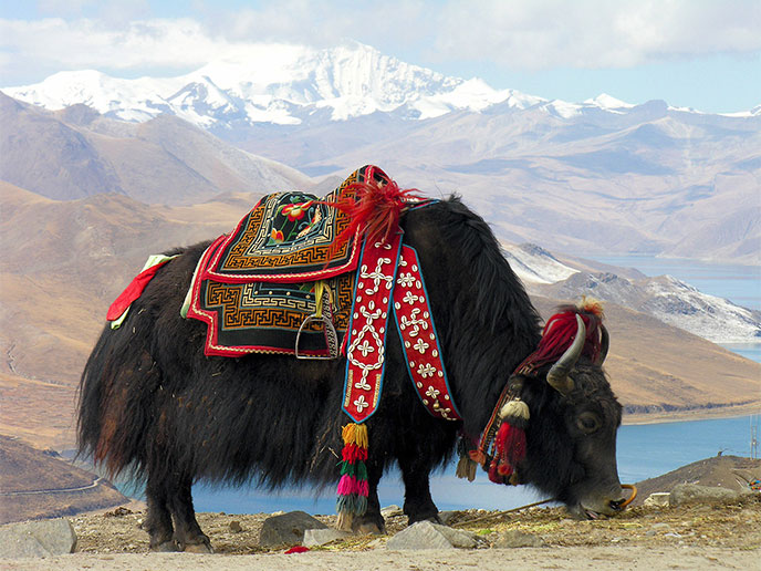 yack-tibet-688po.jpg