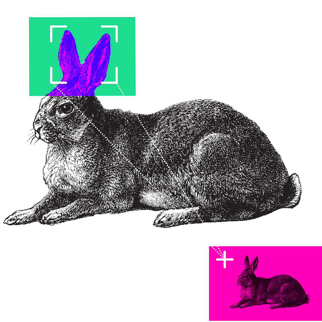 Illustration of a rabbit with its ears highlighted.
