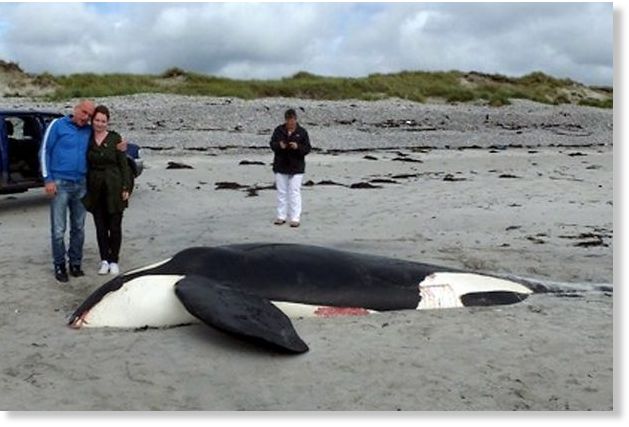 6m_Orca_whale_washes_up_in_Sco.jpg