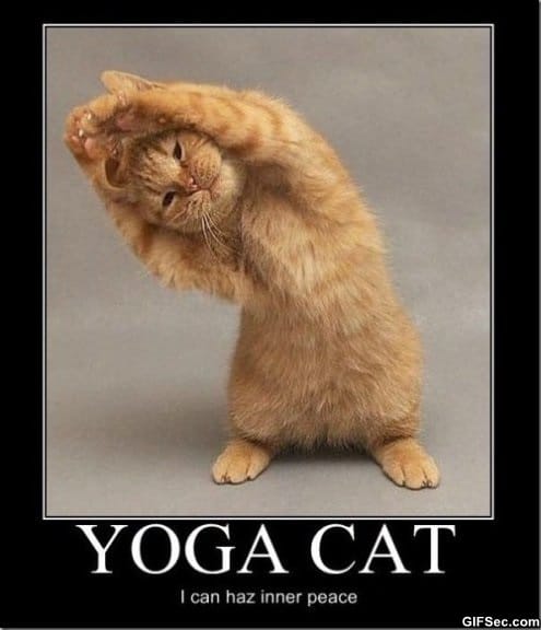 LOL-Yoga-Cat.jpg