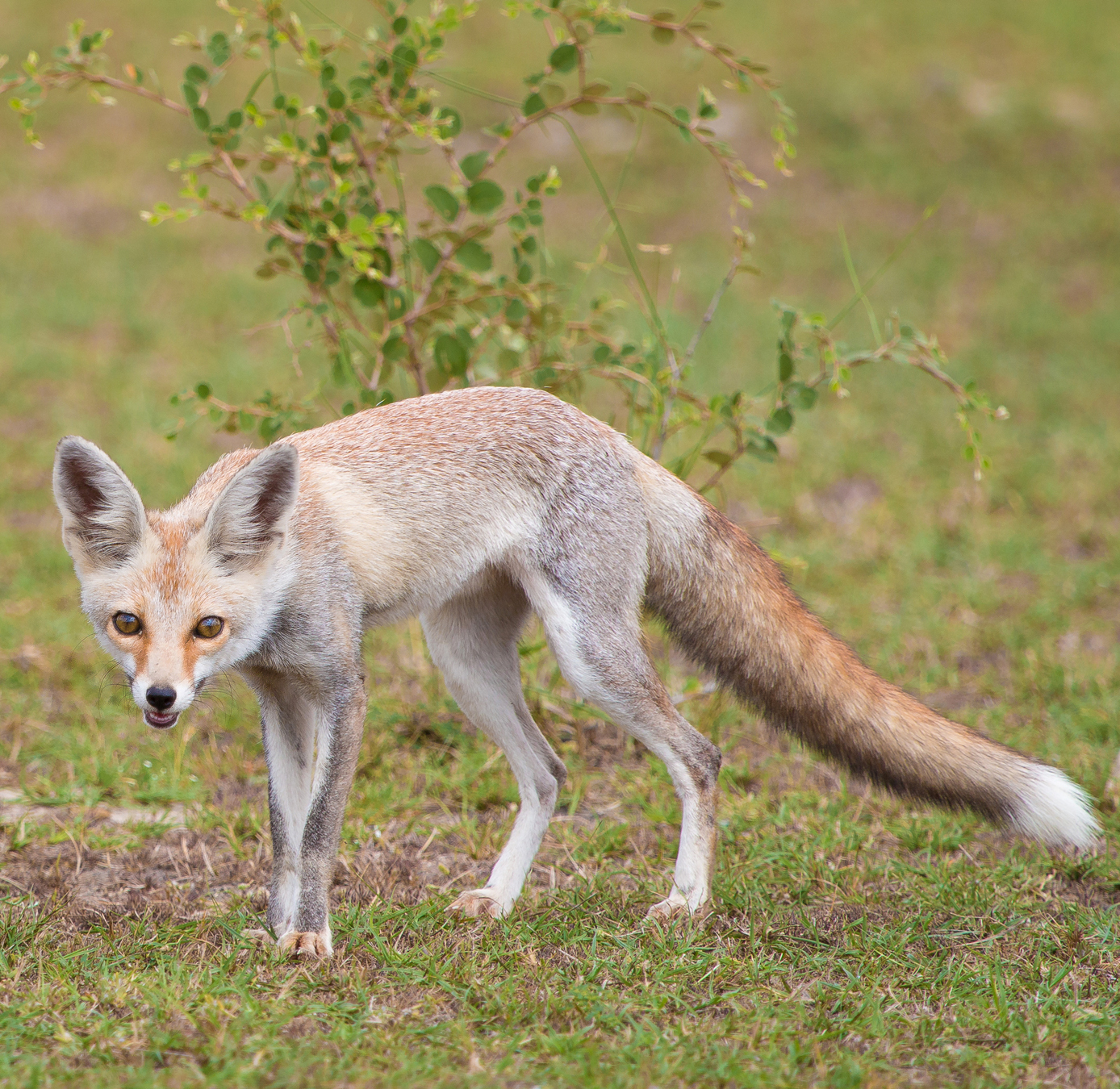 White_Footed_Fox.jpg