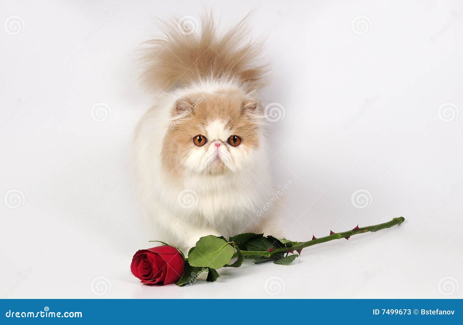 persian-cat-rose-7499673.jpg