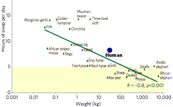 sleep-herbivore.gif