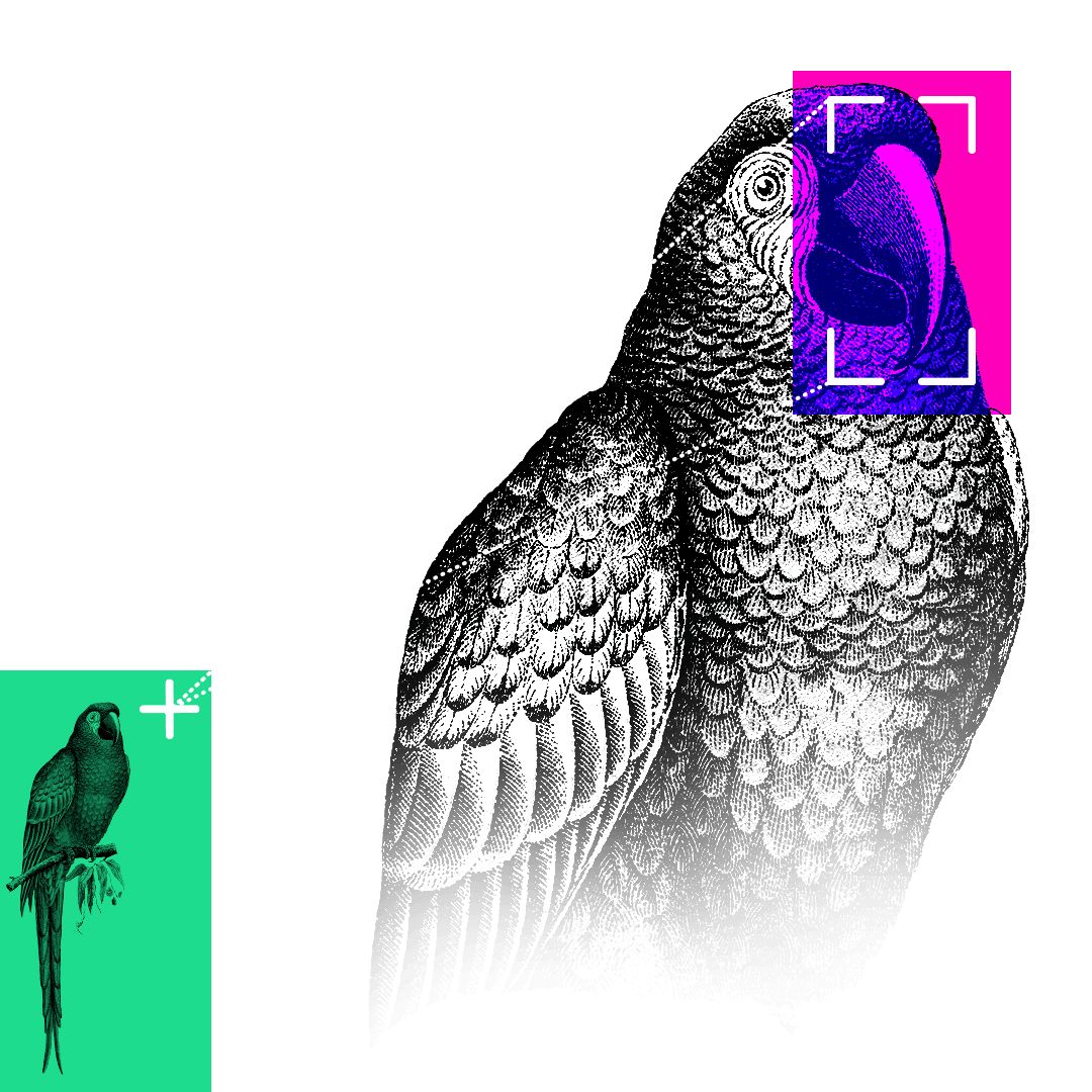 Illustration of a parrot with its beak highlighted.