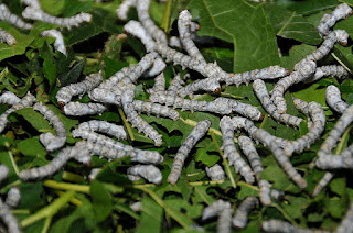 wik-Silk_worms.jpg