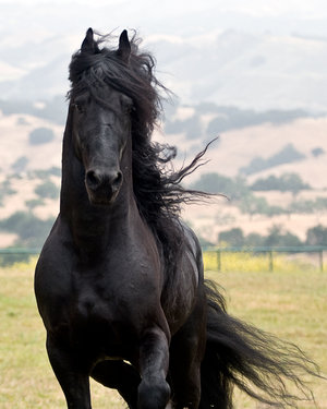 black-beauty-horse.jpg
