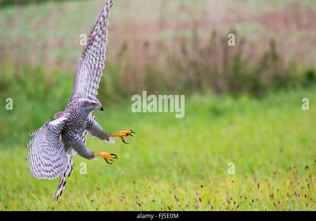 northern-goshawk-accipiter-gentilis-landing-on-grass-germany-bavaria-fj5e0m.jpg