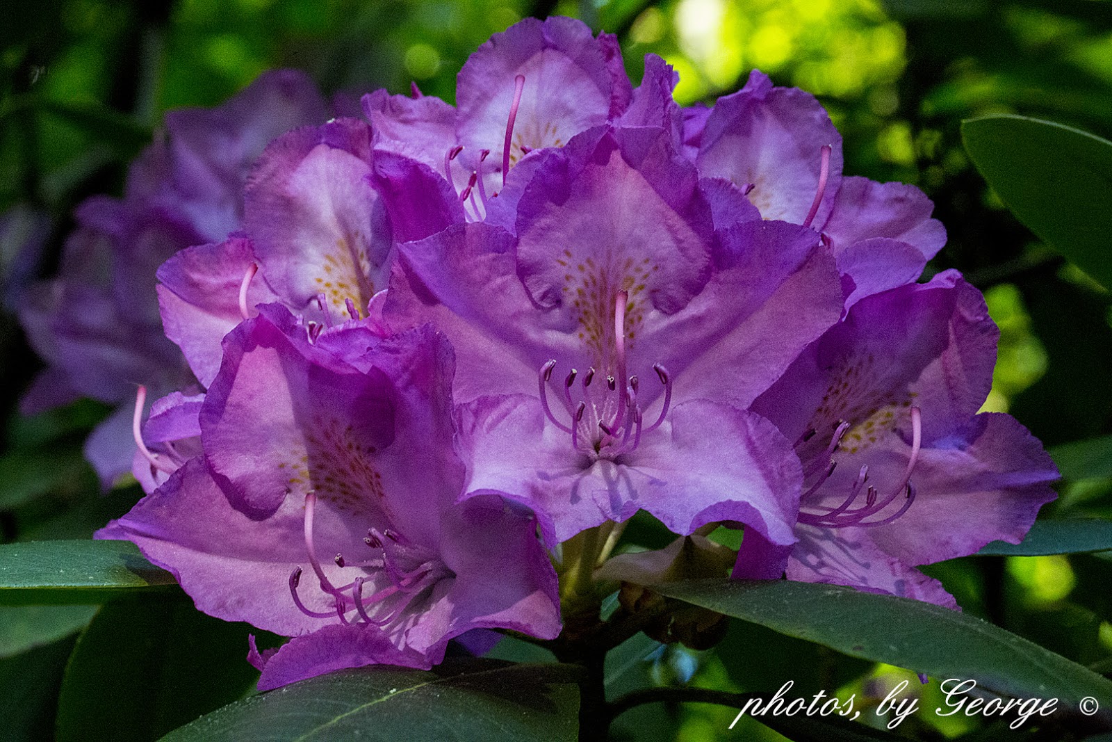 Catawaba+Rhododendron+%28Rhododendron+catawbiense%29.jpg