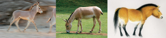 horse-triptych.jpg