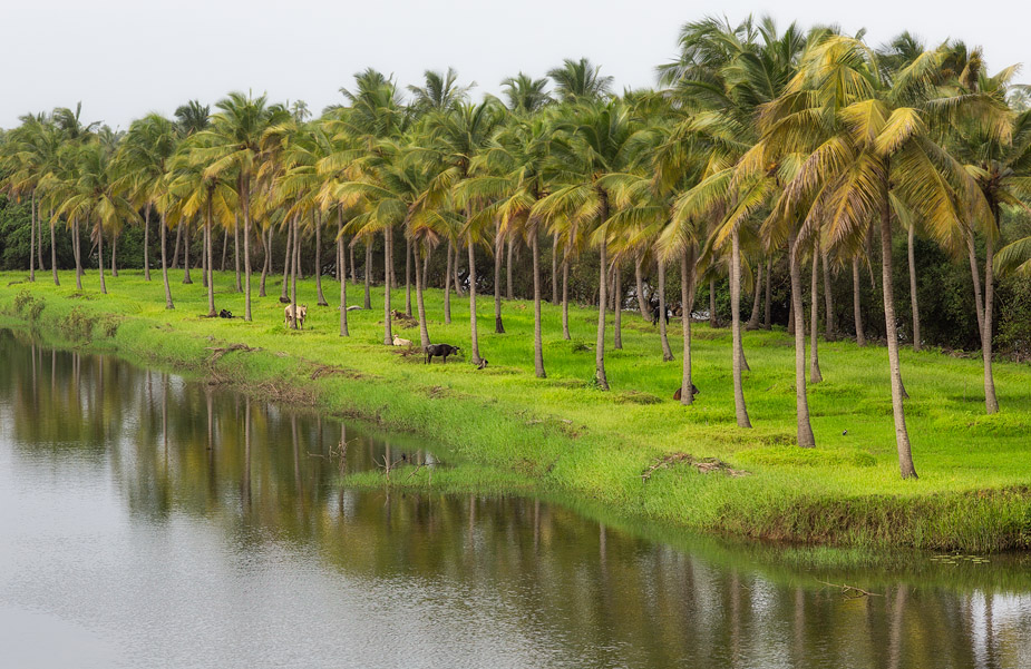 Goa-Monsoon-Orlim-Coconut-Orchard.jpg