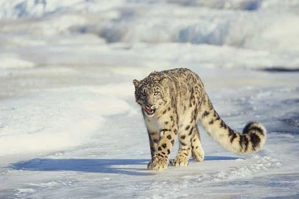 snow-leopard-trek.jpg