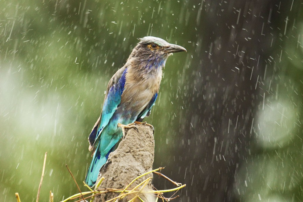 Roller-in-the-Rain_KADUR_1069-1024x682.jpg