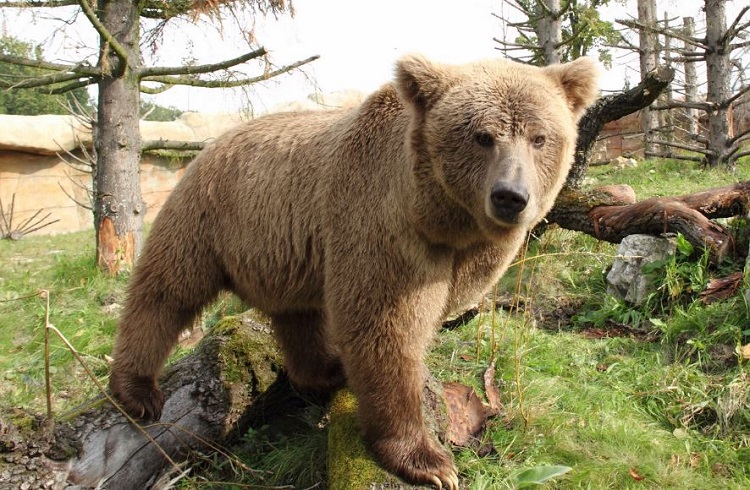 Himalayan-Brown-Bear.jpg