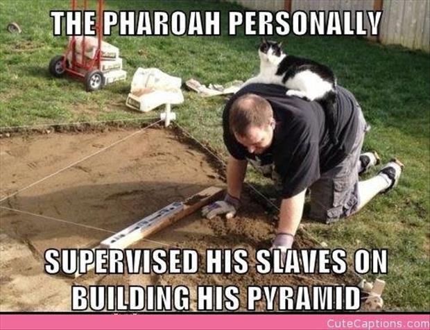 cat-is-the-kind-and-must-rule-over-his-slaves-funny-pictures.jpg