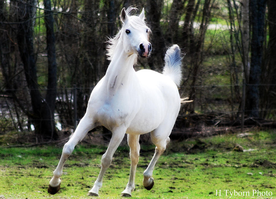 Showing_Arabian_horse_by_HTybornPhoto.jpg