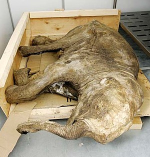 baby_mammoth.jpg