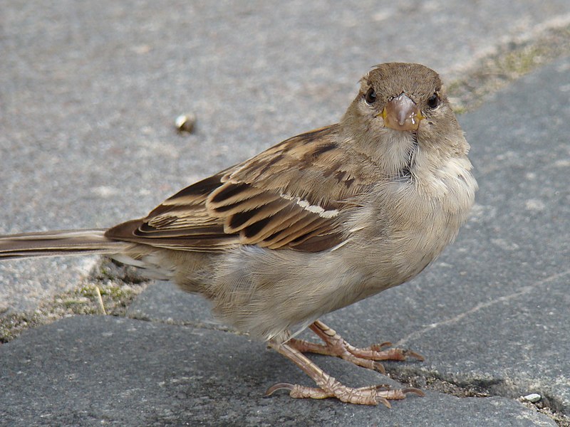 800px-House_Sparrow-Mindaugas_Urbonas-4.jpg