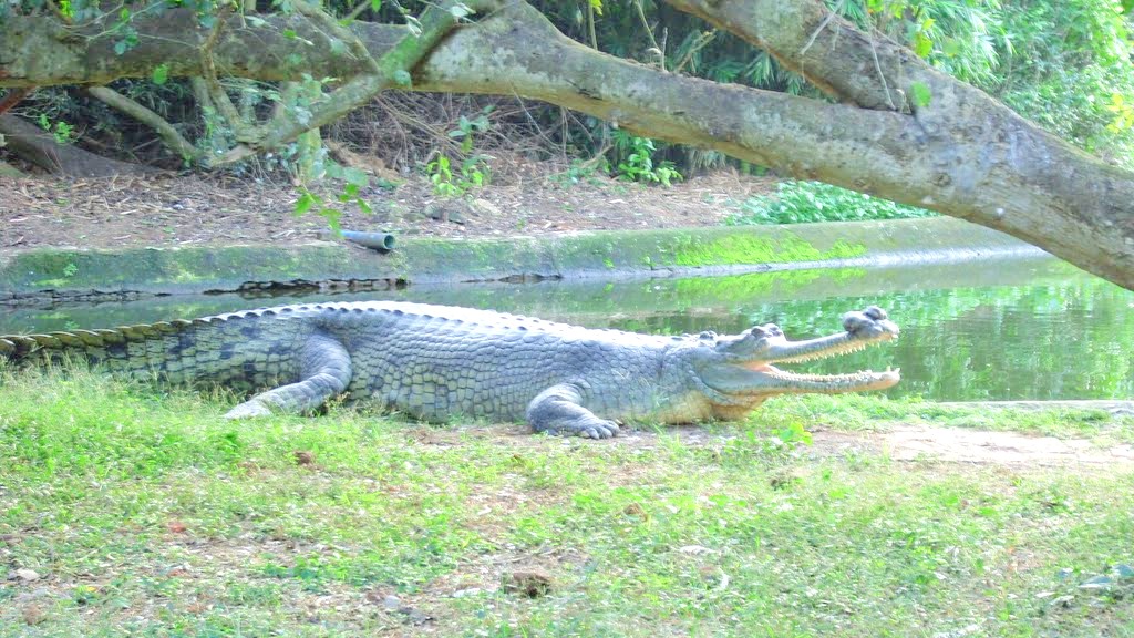 indian-crocodile-at-nandankanan-zoological-park-bhubaneswar.jpg