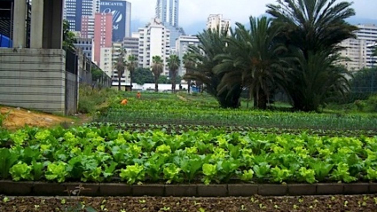 urban-farm-caracas-1280x720.jpg