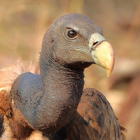 480px-Indian_vulture_%28Gyps_indicus%29_Close-up_by_Shantanu_Kuveskar.jpg